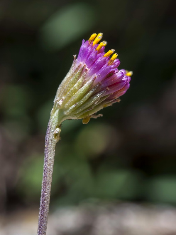 Senecio boissieri.09