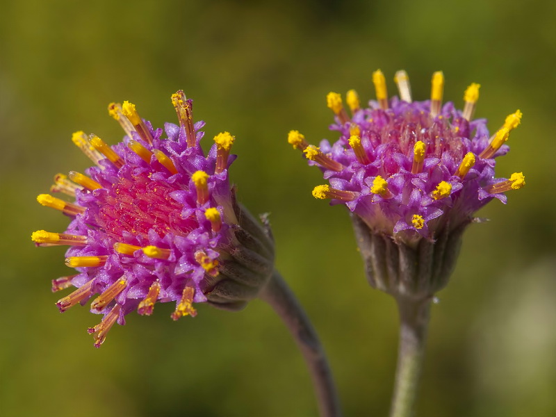 Senecio boissieri.12