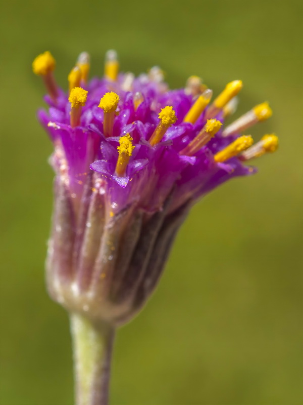 Senecio boissieri.13