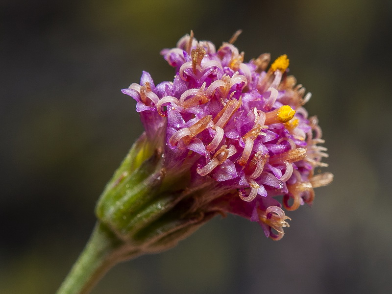 Senecio boissieri.16