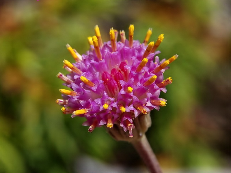 Senecio boissieri.22