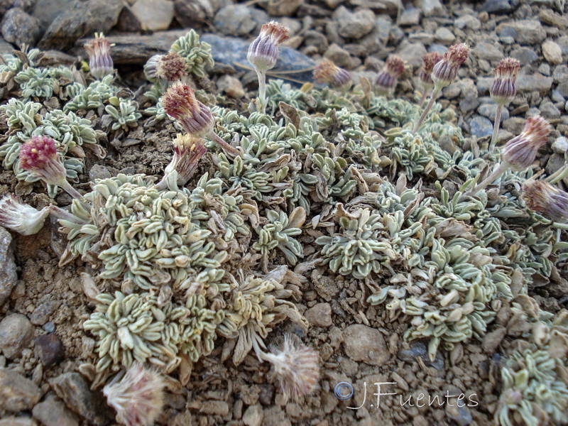 Senecio boissieri.31