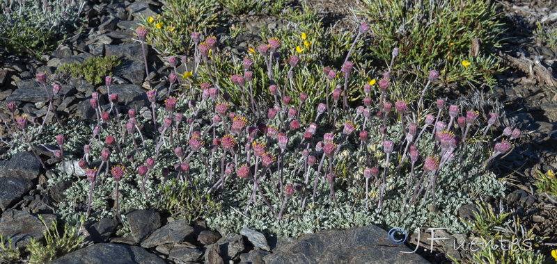 Senecio boissieri.24