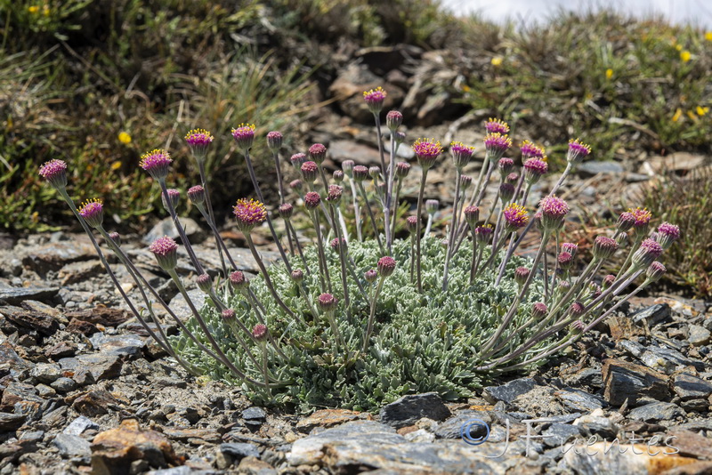 Senecio boissieri.25