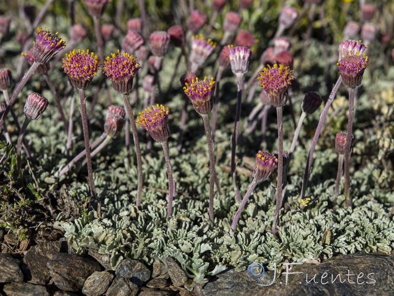 Senecio boissieri.28