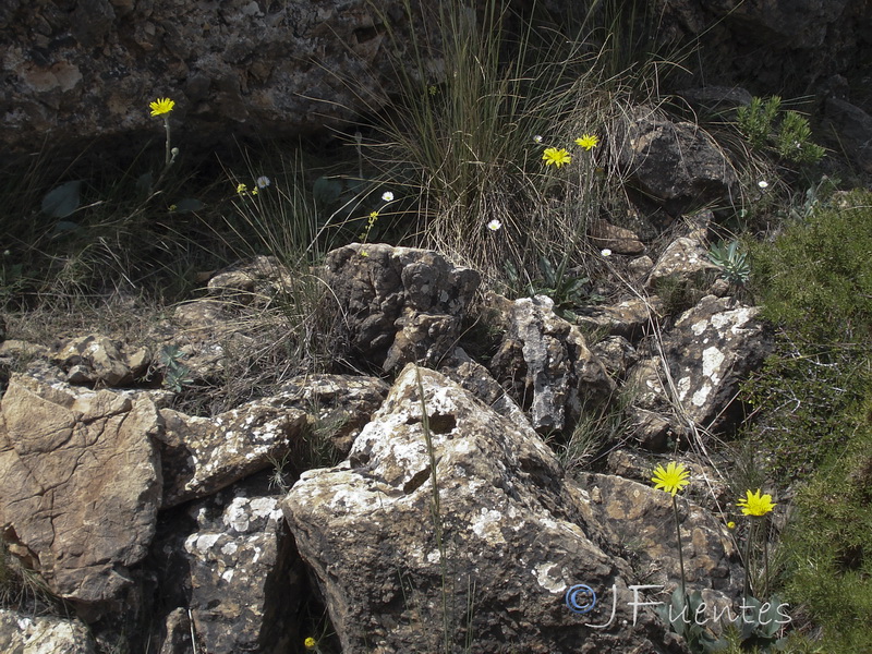 Senecio eriopus eriopus.02