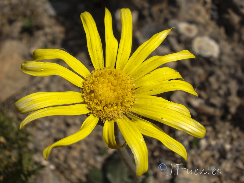 Senecio eriopus eriopus.09