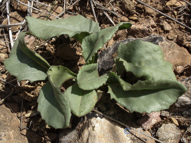 Senecio eriopus eriopus.10