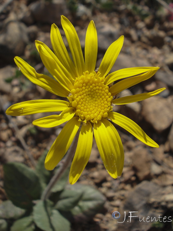 Senecio eriopus eriopus.13