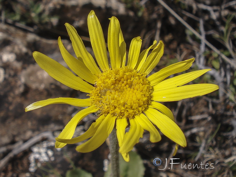 Senecio eriopus eriopus.15