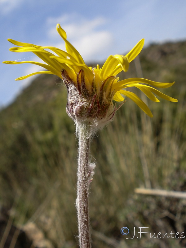 Senecio eriopus eriopus.16
