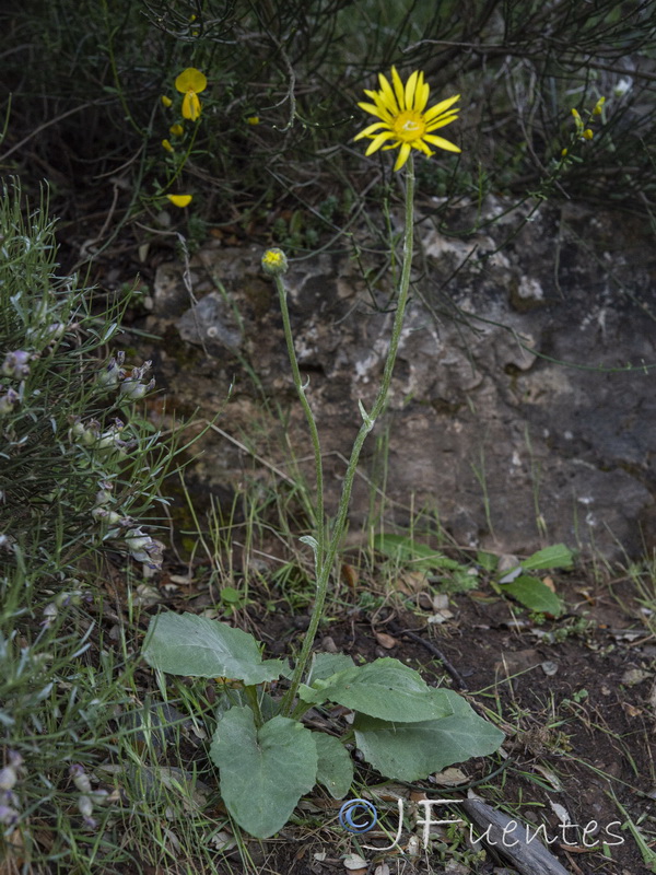 Senecio eriopus eriopus.17