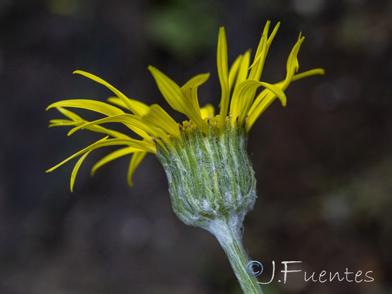 Senecio eriopus eriopus.18
