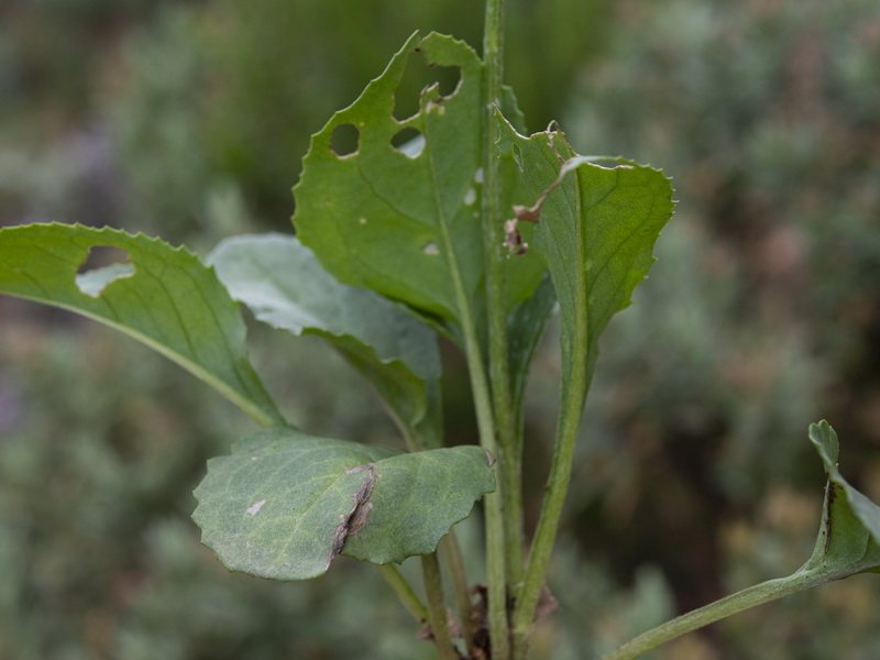 Senecio eriopus eriopus.20