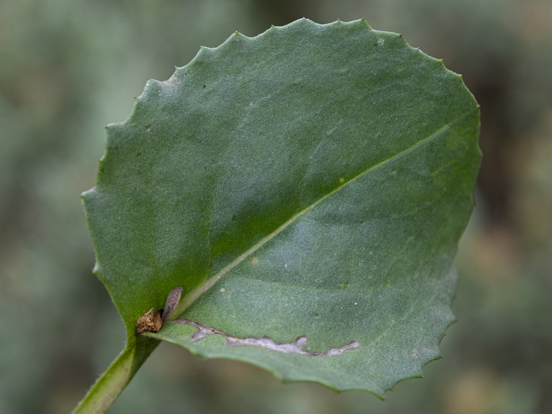 Senecio eriopus eriopus.22