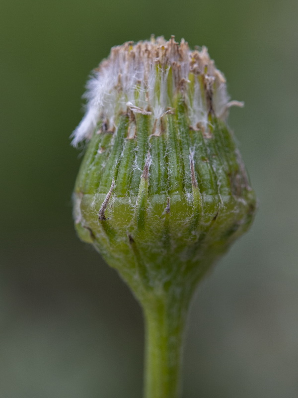 Senecio eriopus eriopus.23