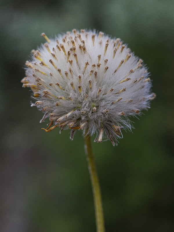 Senecio eriopus eriopus.25