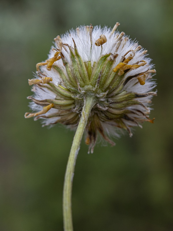 Senecio eriopus eriopus.26