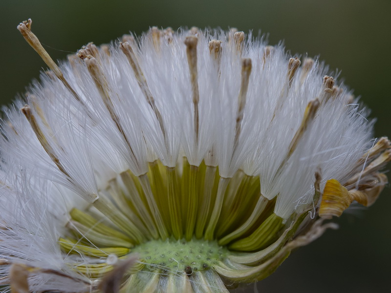 Senecio eriopus eriopus.27