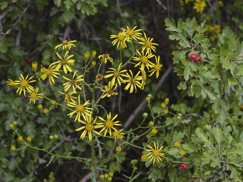 Senecio erucifolius.01