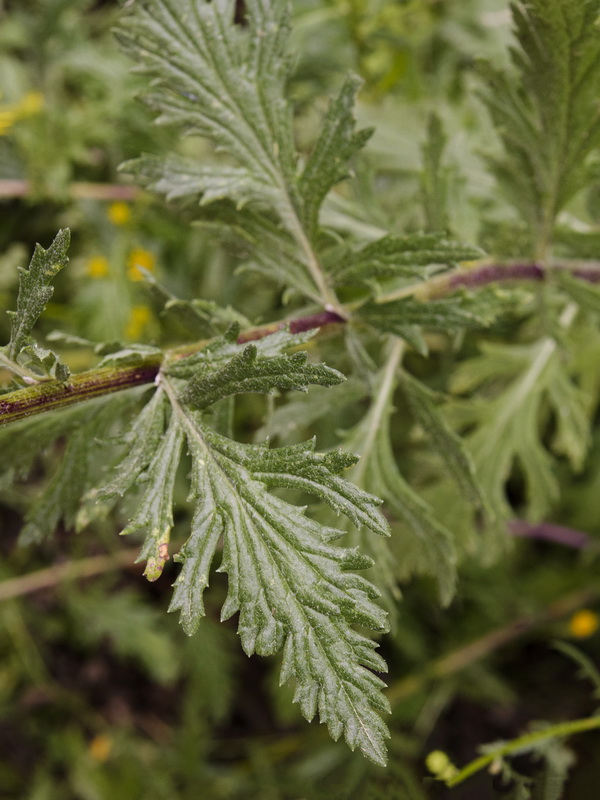 Senecio erucifolius.03