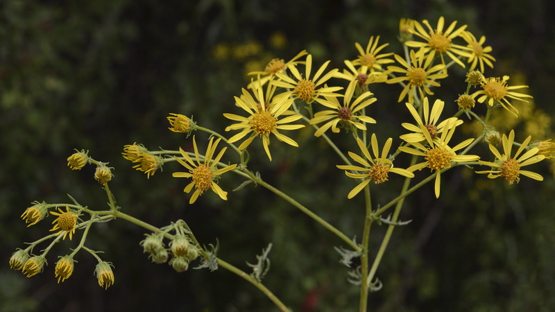 Senecio erucifolius.04