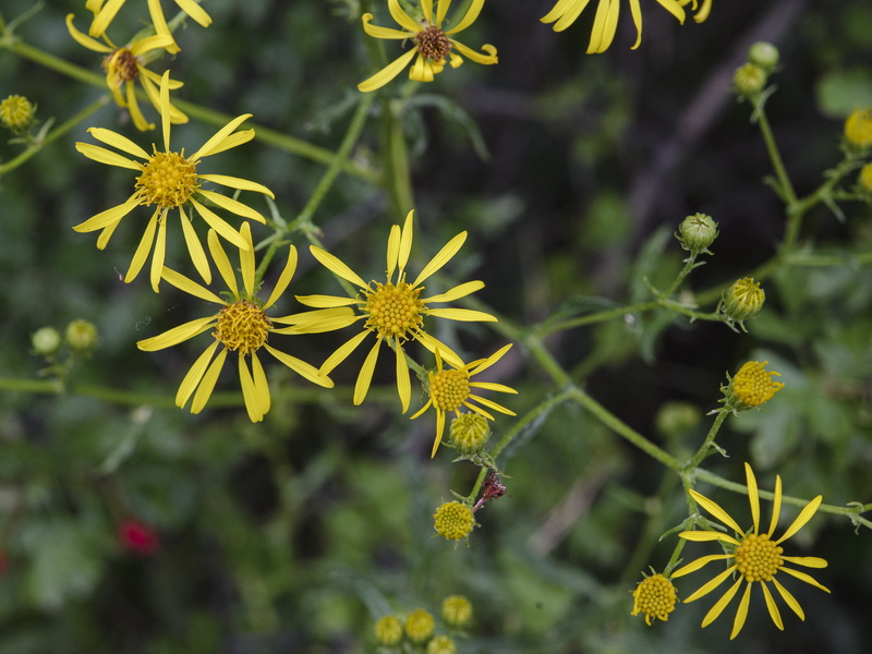 Senecio erucifolius.08