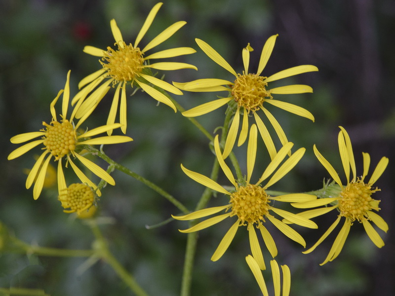 Senecio erucifolius.09