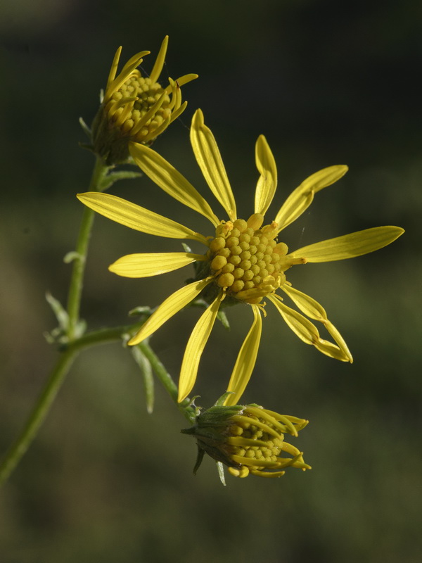 Senecio erucifolius.18