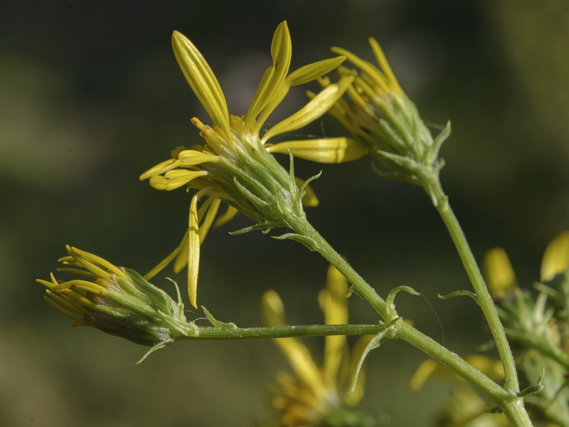 Senecio erucifolius.21