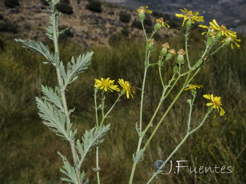 Senecio erucifolius.22