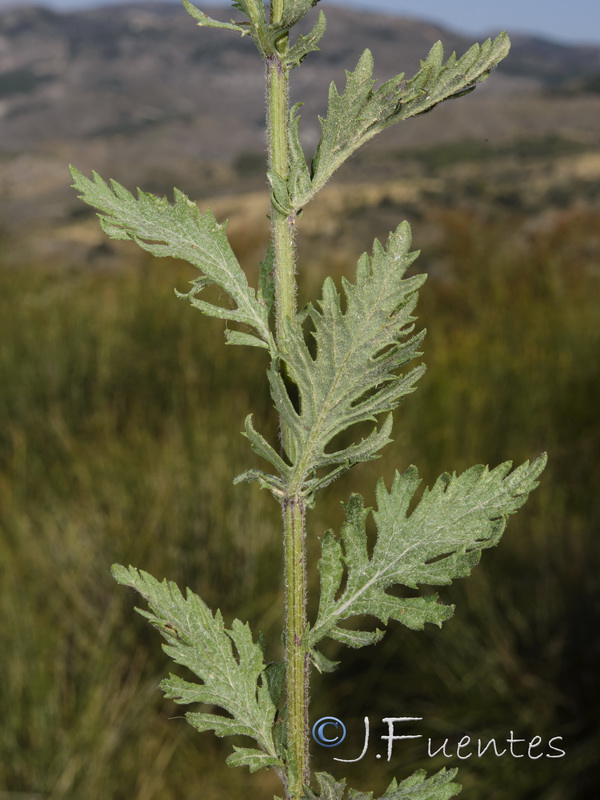 Senecio erucifolius.26