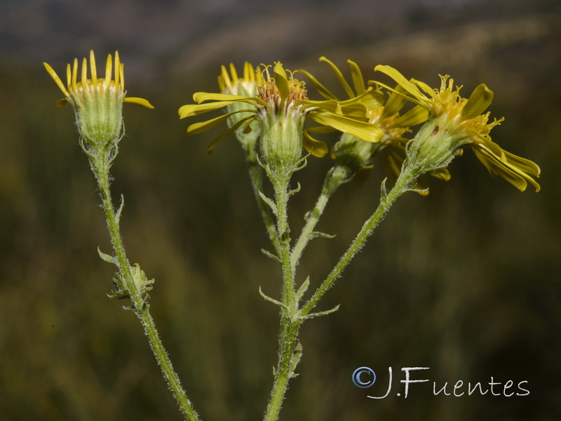 Senecio erucifolius.27