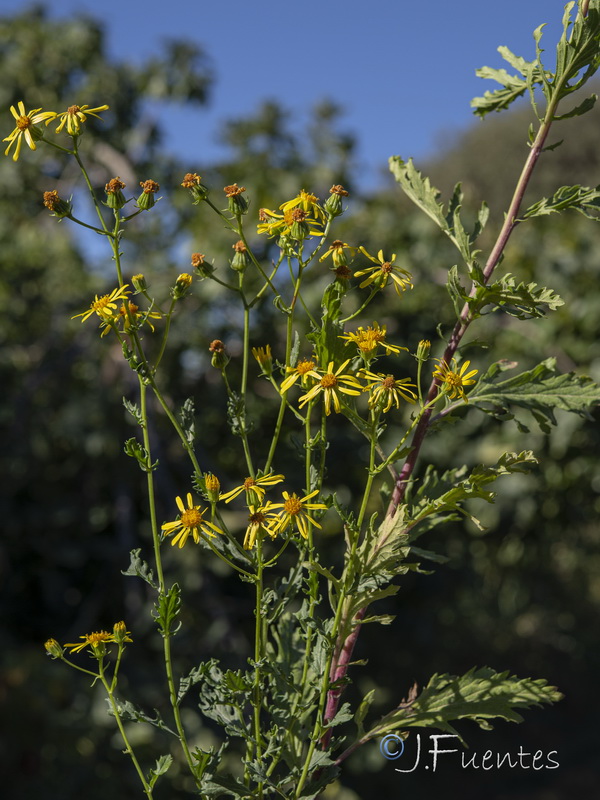 Senecio erucifolius.28