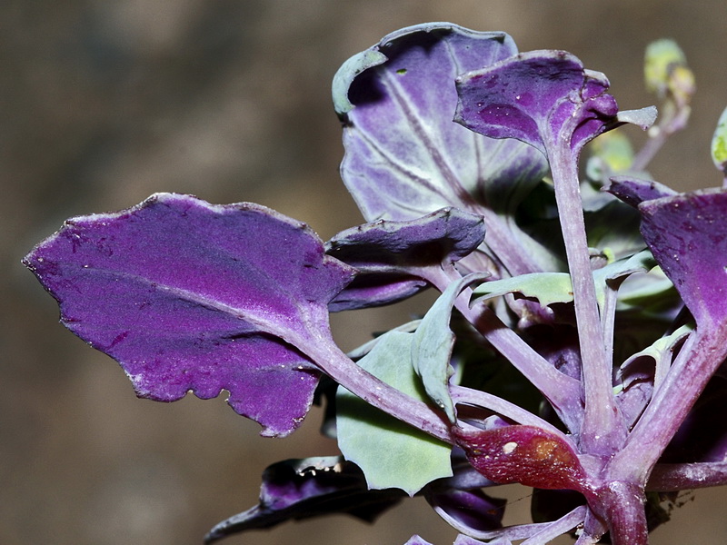 Senecio flavus.02