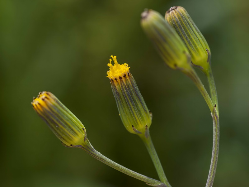 Senecio flavus.03