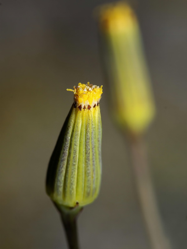 Senecio flavus.05