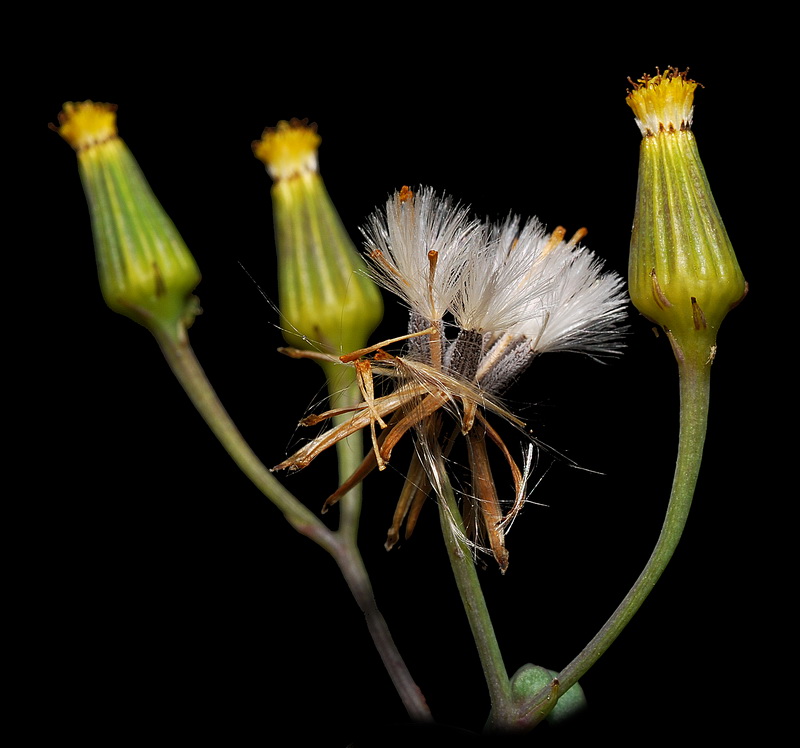 Senecio flavus.07