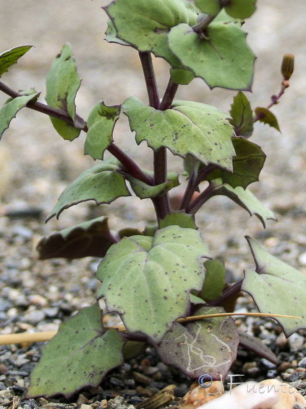 Senecio flavus.10