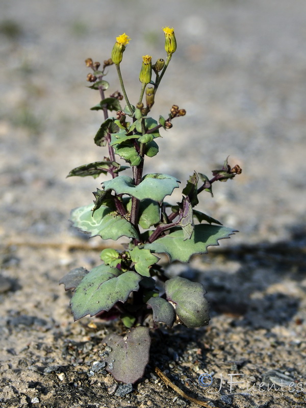 Senecio flavus.14