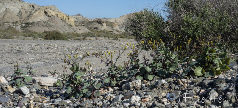 Senecio flavus.15