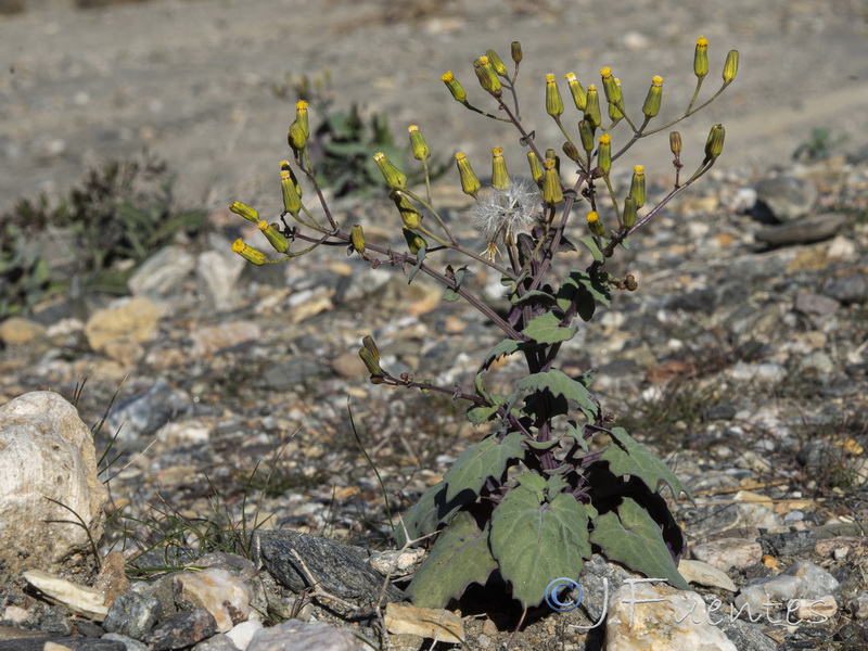 Senecio flavus.09