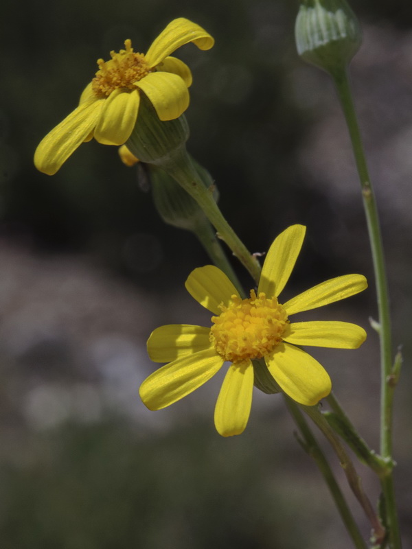 Senecio glaucus.03