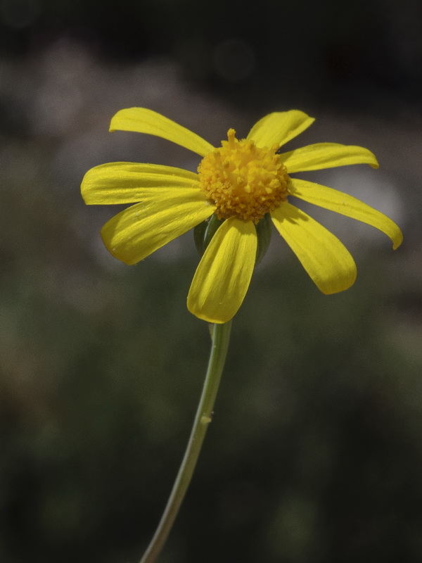 Senecio glaucus.04