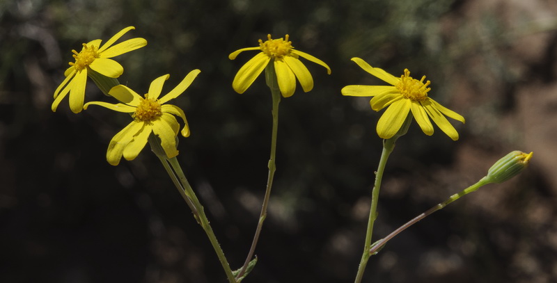 Senecio glaucus.05