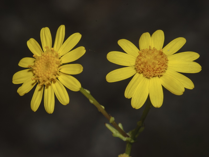 Senecio glaucus.07