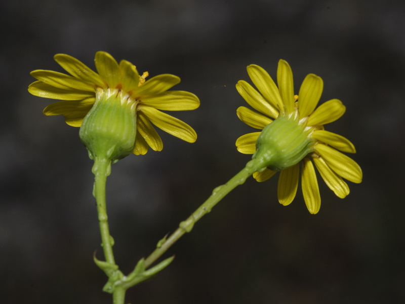 Senecio glaucus.08