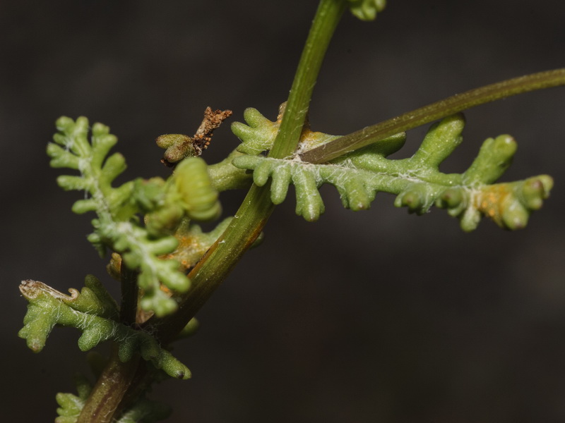 Senecio glaucus.10