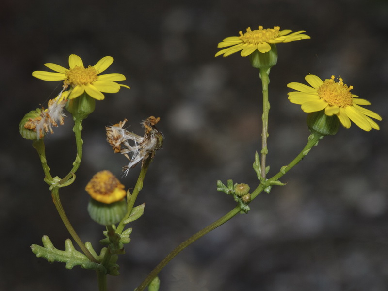 Senecio glaucus.11