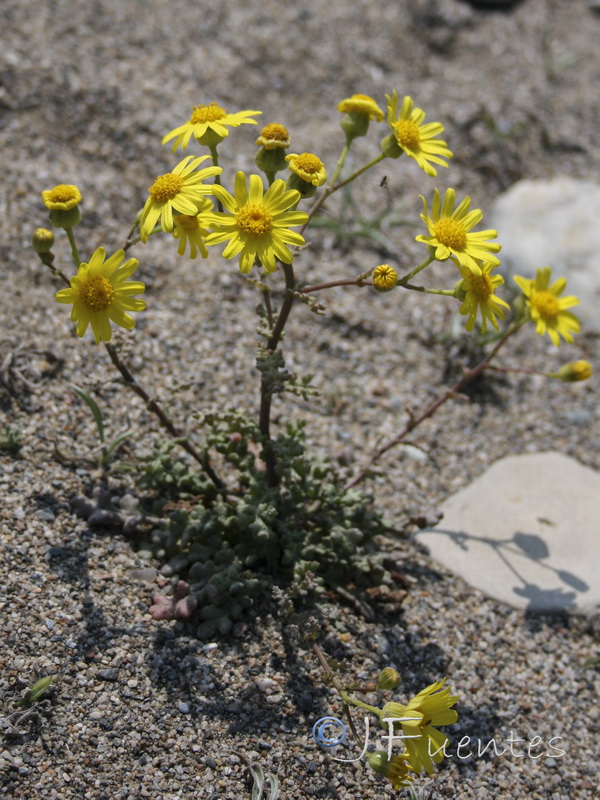 Senecio glaucus.13